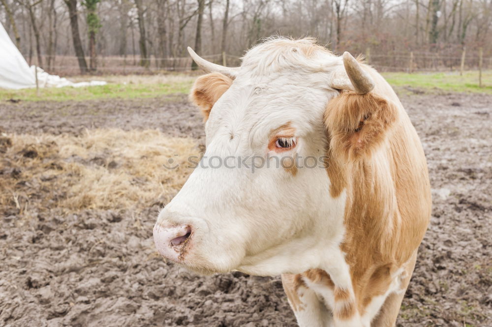 Similar – Image, Stock Photo Beef on the way to the mountains