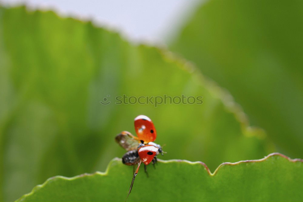 Similar – Image, Stock Photo ladybugs Grass Beetle 1