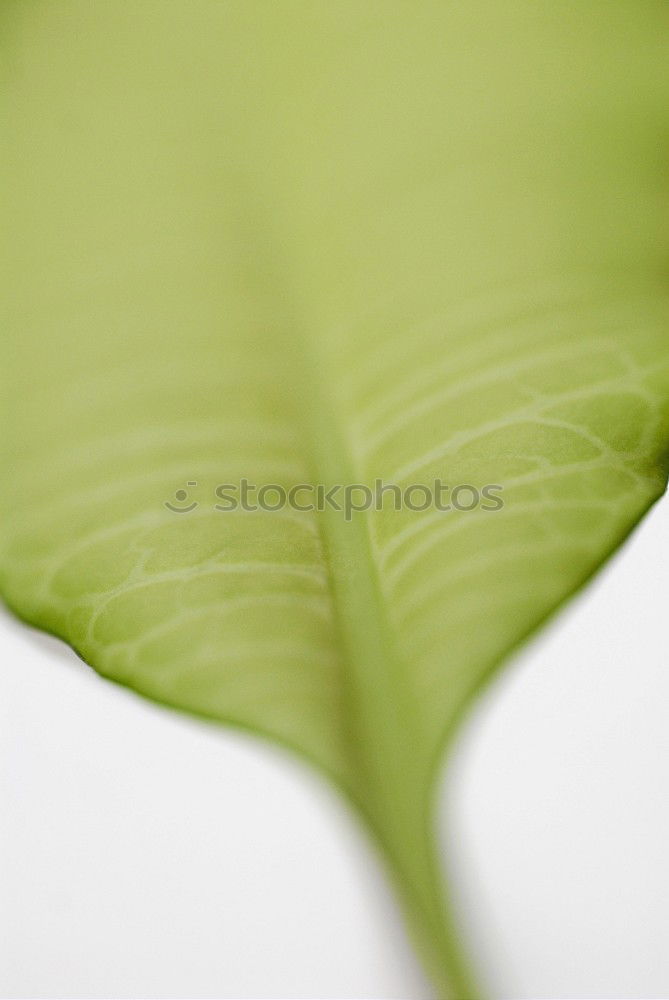 Similar – Image, Stock Photo Even a back can delight…
