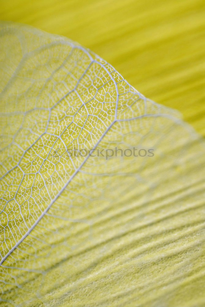 Similar – Image, Stock Photo Yellow retro terry shower curtain held by a crocheted border