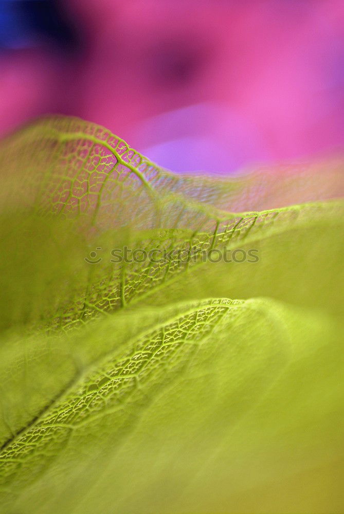 Similar – Image, Stock Photo variegated autumn leaf