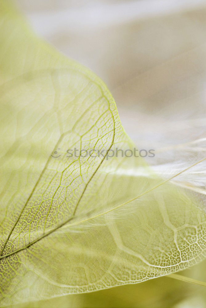 Similar – Image, Stock Photo tender blossom Delicate