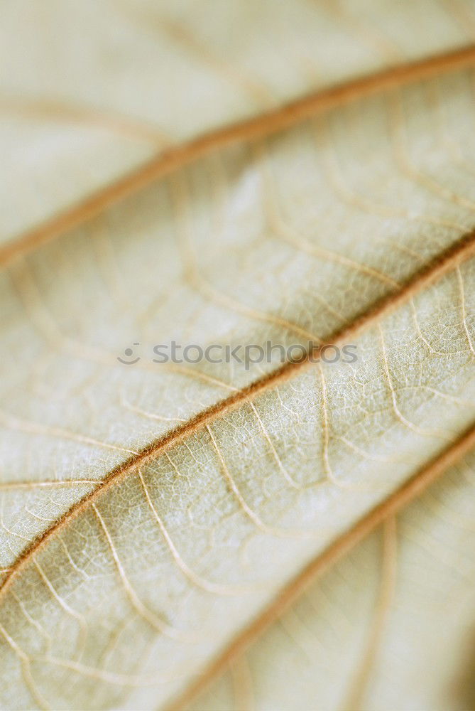 Similar – Image, Stock Photo brown leaf texture Leaf