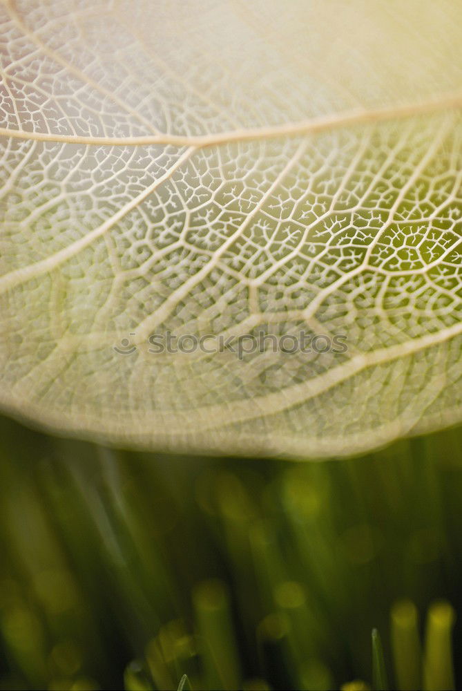 Similar – Image, Stock Photo tender blossom Delicate