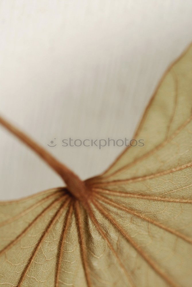 Similar – paper flower schön