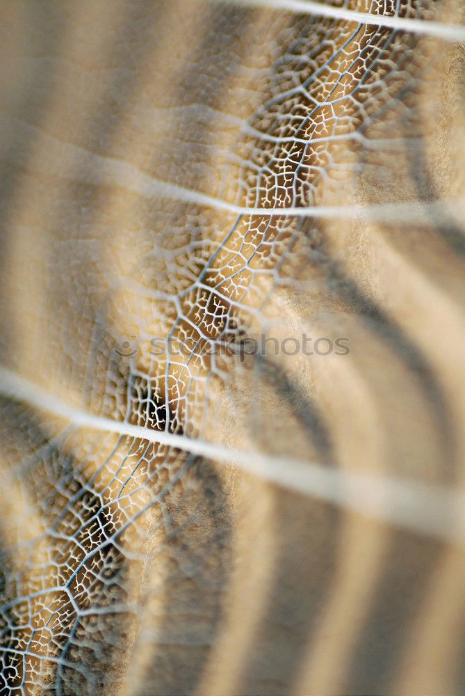 Similar – Image, Stock Photo sequin dress Animal Fish