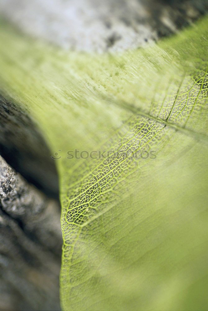 Similar – fungus Wood Tree bark