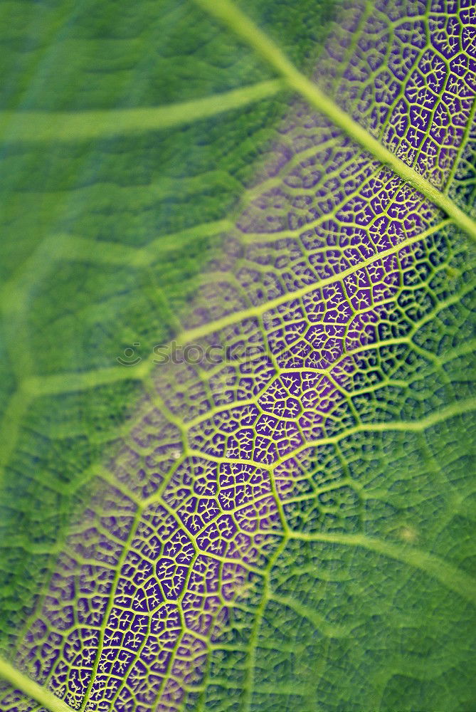 Similar – blattstruktur Blatt grün