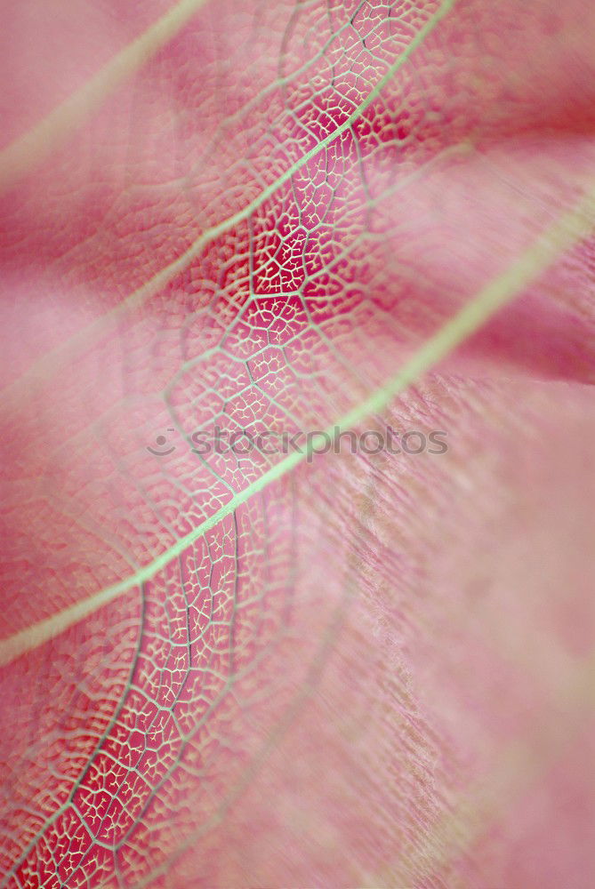 Similar – Image, Stock Photo lousy Isopod Leaf Pests