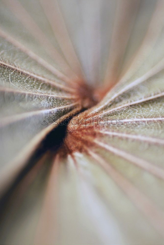 Similar – Image, Stock Photo cactus Cactus Green Plant