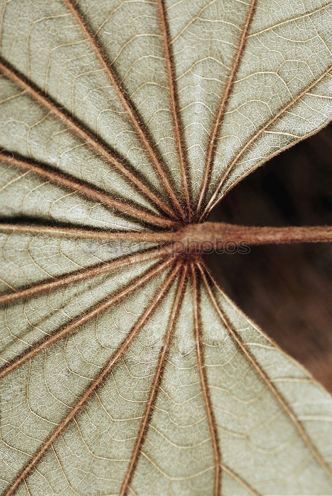 herbstblatt Herbst Blatt