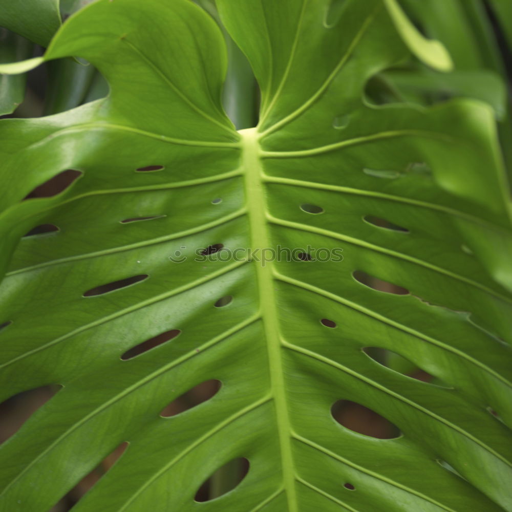 Similar – Image, Stock Photo green fern plant leaves