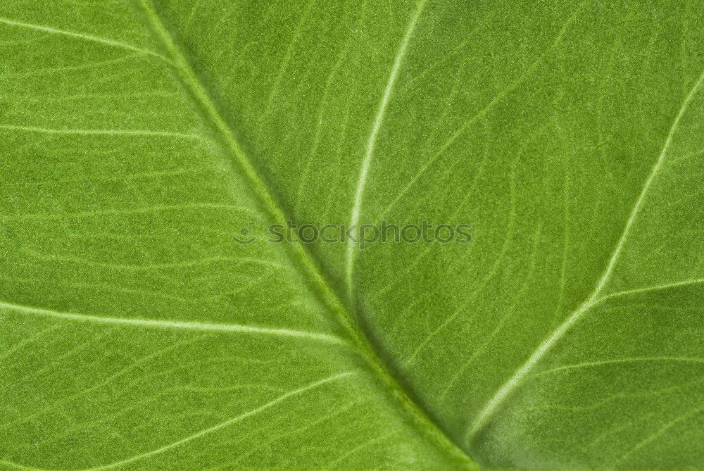 Similar – Image, Stock Photo The sheet 28 Plant