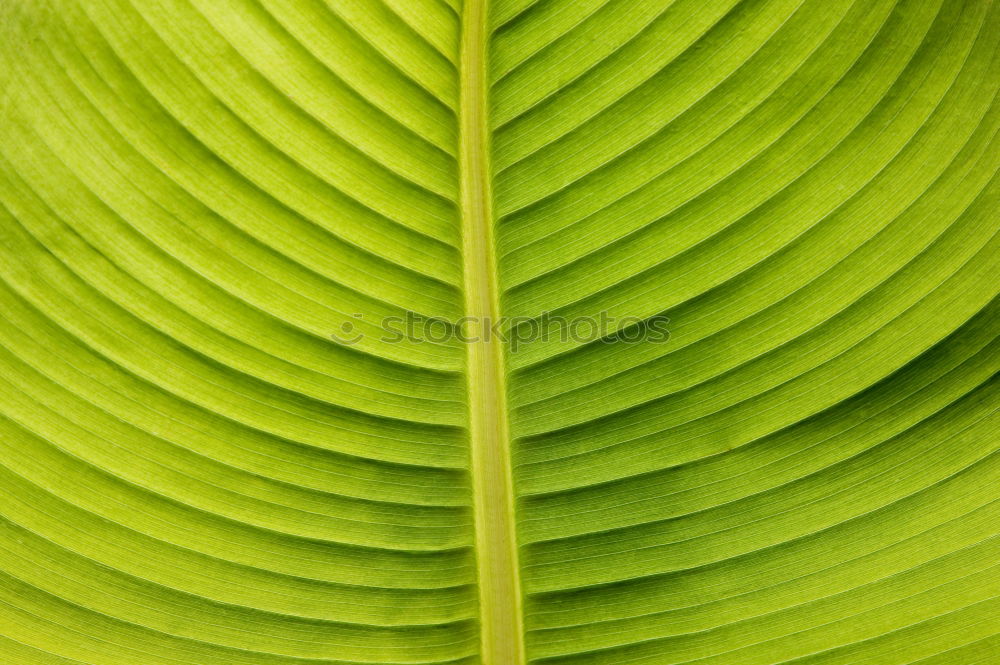 Similar – leaves Leaf Green Flower