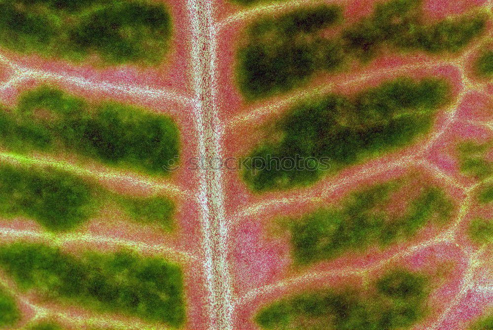 Similar – Image, Stock Photo lousy Isopod Leaf Pests