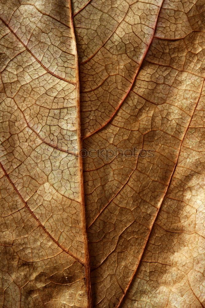 Similar – Image, Stock Photo Labyrinth of courgettes 1