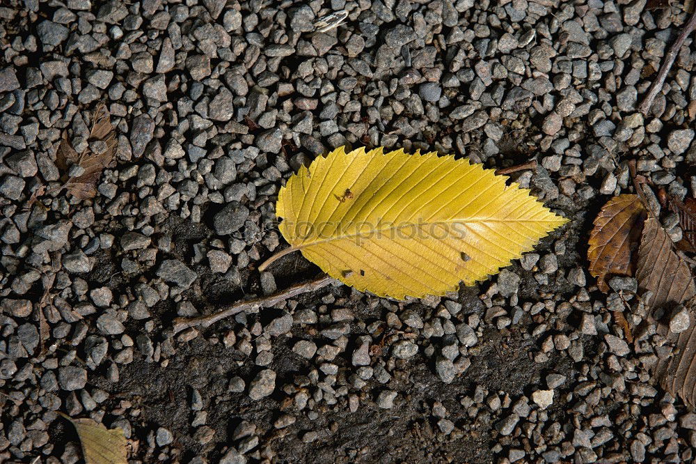 Image, Stock Photo autumn day Water lentil