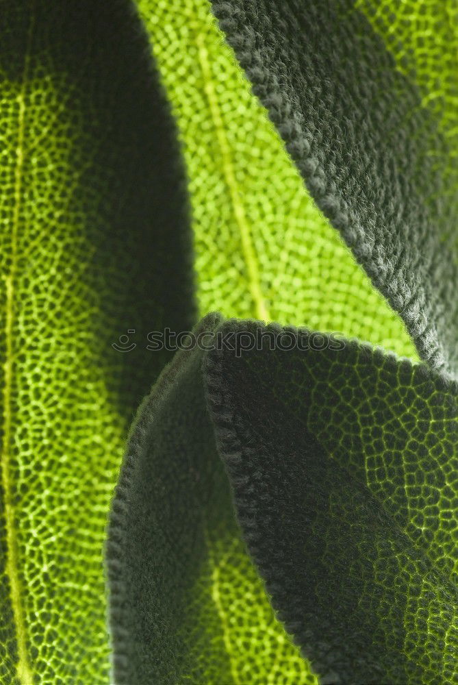 Similar – Image, Stock Photo lousy Isopod Leaf Pests