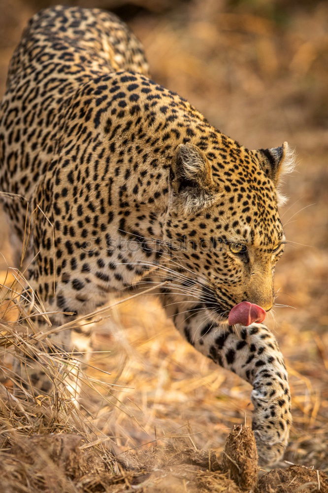 Similar – Image, Stock Photo The Sprinter Cheetah Speed