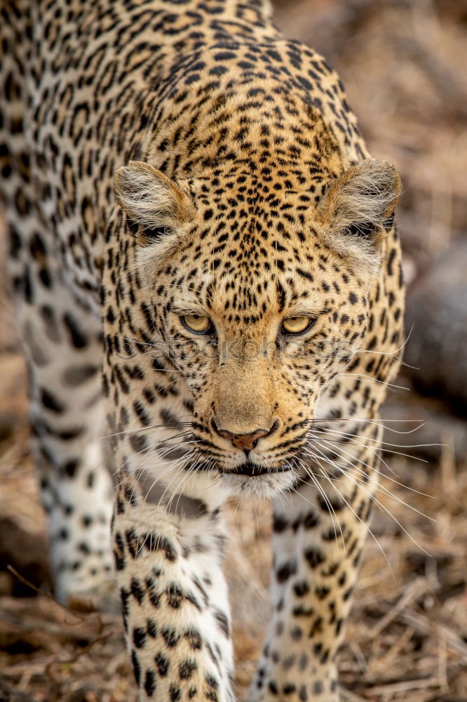 Similar – Close up front view portrait of cheetah looking at camera