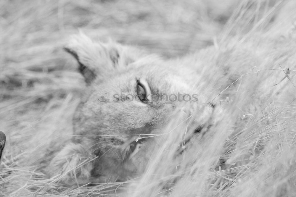 Similar – Image, Stock Photo Do you see me?
