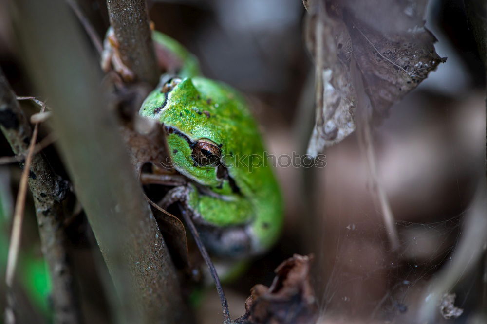 Similar – Image, Stock Photo You got something for me?, Green Lizard is looking for a photographer on Fraser Island. Queensland / Australia