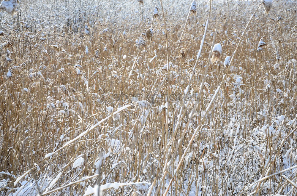 Similar – Image, Stock Photo Father Frost was there.