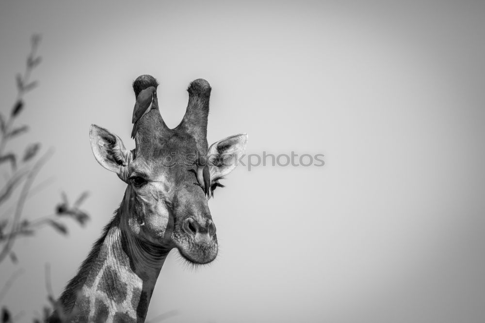 Similar – Foto Bild Portrait einer Giraffe