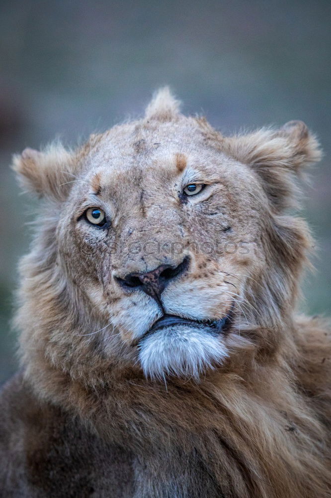 Similar – Close up portrait of male lion looking at camera