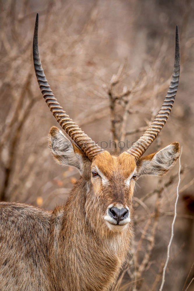 Similar – waterbuck