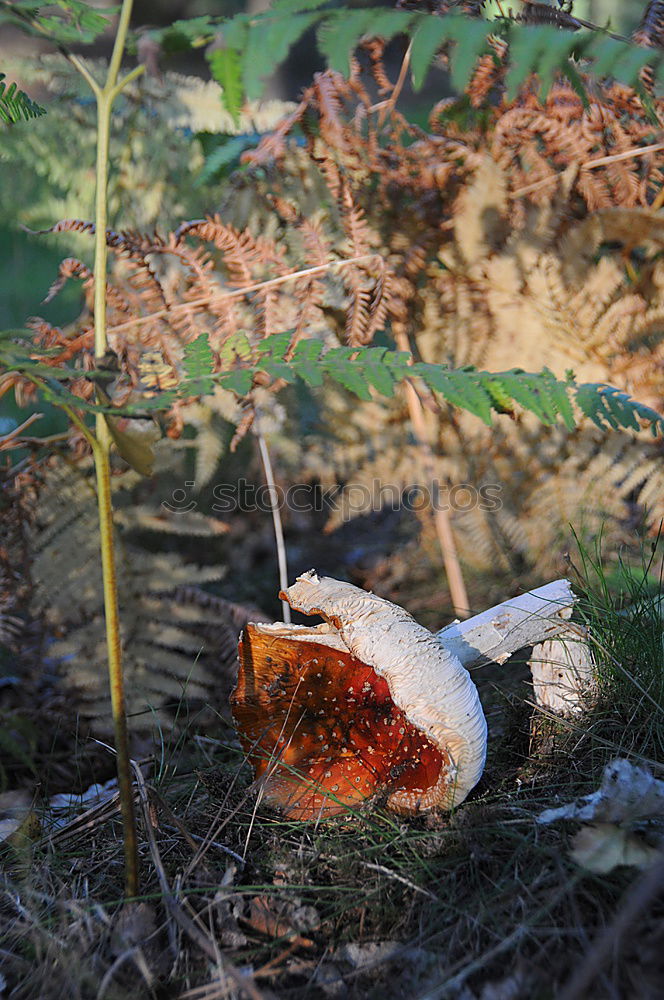 Similar – Rot Lebensmittel Apfel