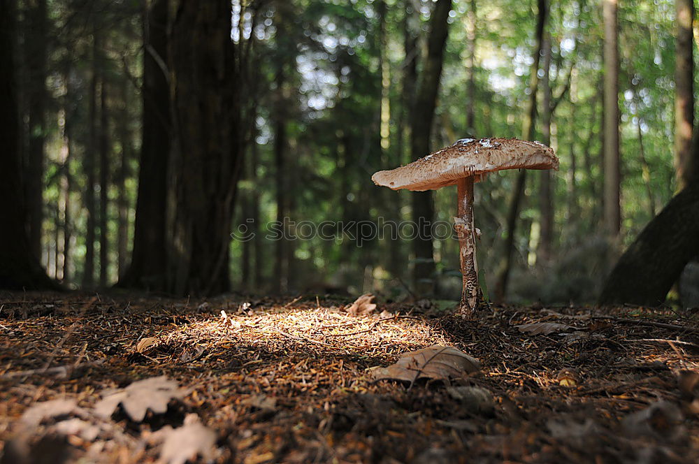 Similar – Chic cap Forest Woodground