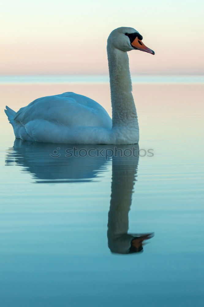 Similar – Cygnus olor Umwelt Natur