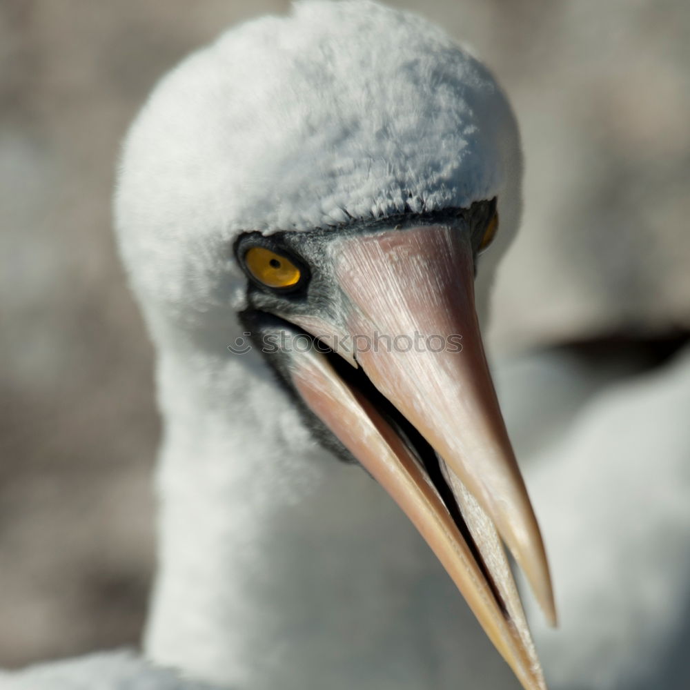 Similar – Image, Stock Photo Pelican against blue neutral background