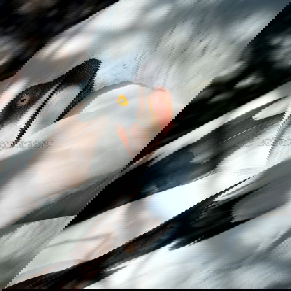 Similar – Image, Stock Photo Flock of penguins on beach