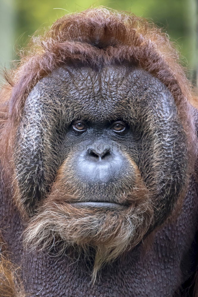 Similar – Image, Stock Photo Portrait of an orangutan, great ape