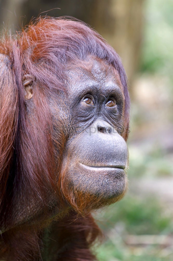 Similar – Image, Stock Photo Lost in thought