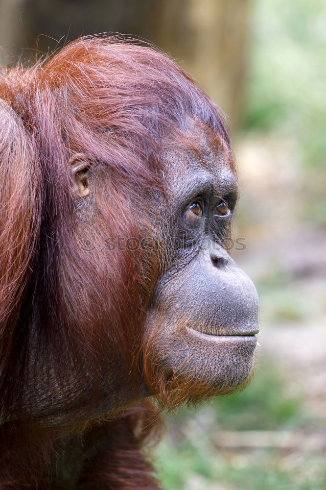 Similar – Image, Stock Photo Lost in thought