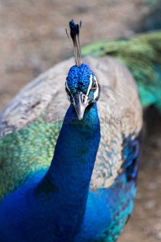 Similar – Weihnachtsgans Vogel Pfau