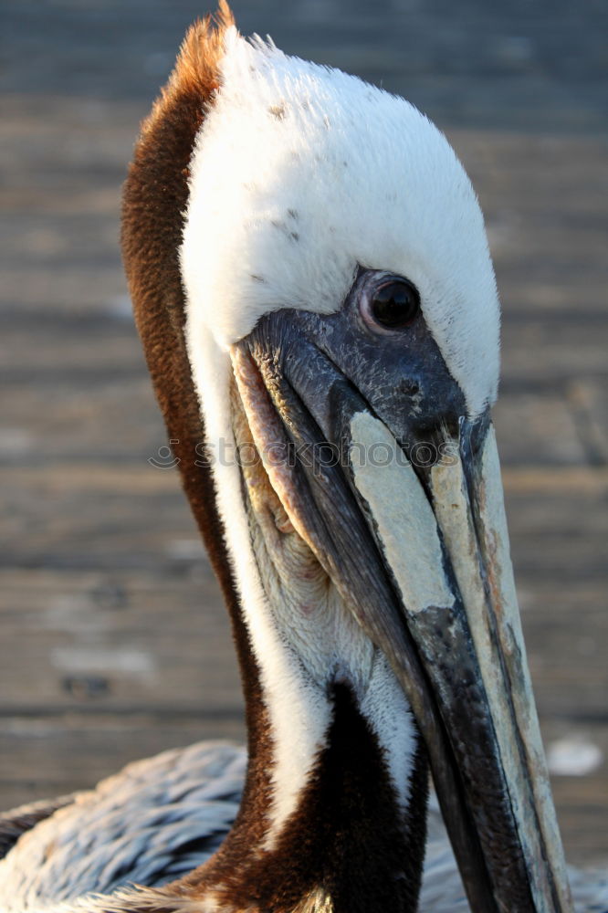 Similar – pelican Bird Pelican