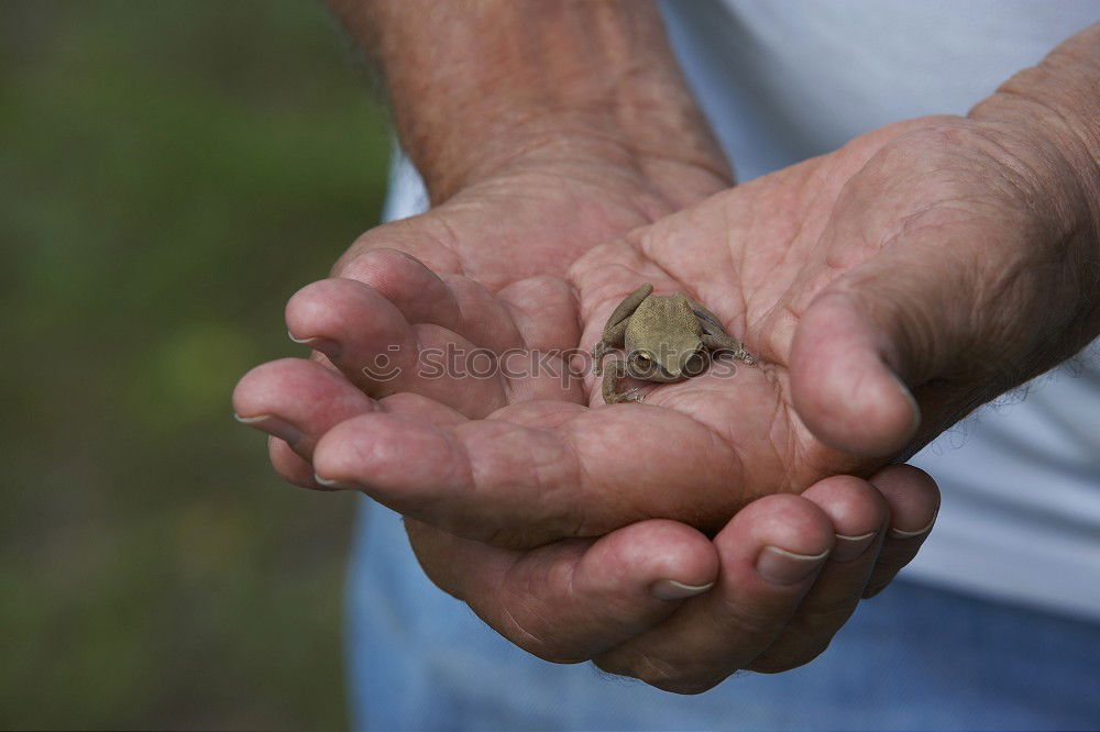 Similar – Put your hands up! Toads here!