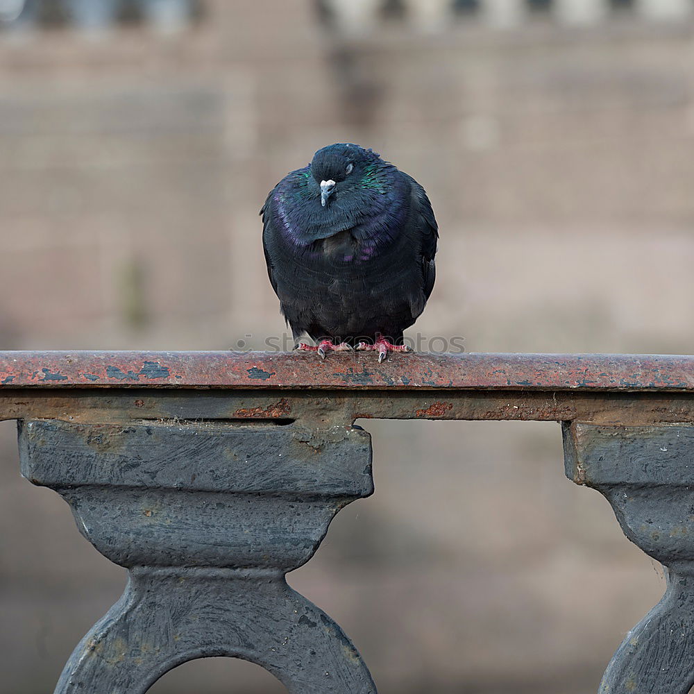 Similar – Image, Stock Photo The Lonely Bird Nature