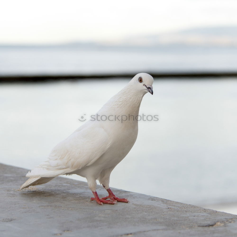 Similar – Image, Stock Photo Laugh, seagull!