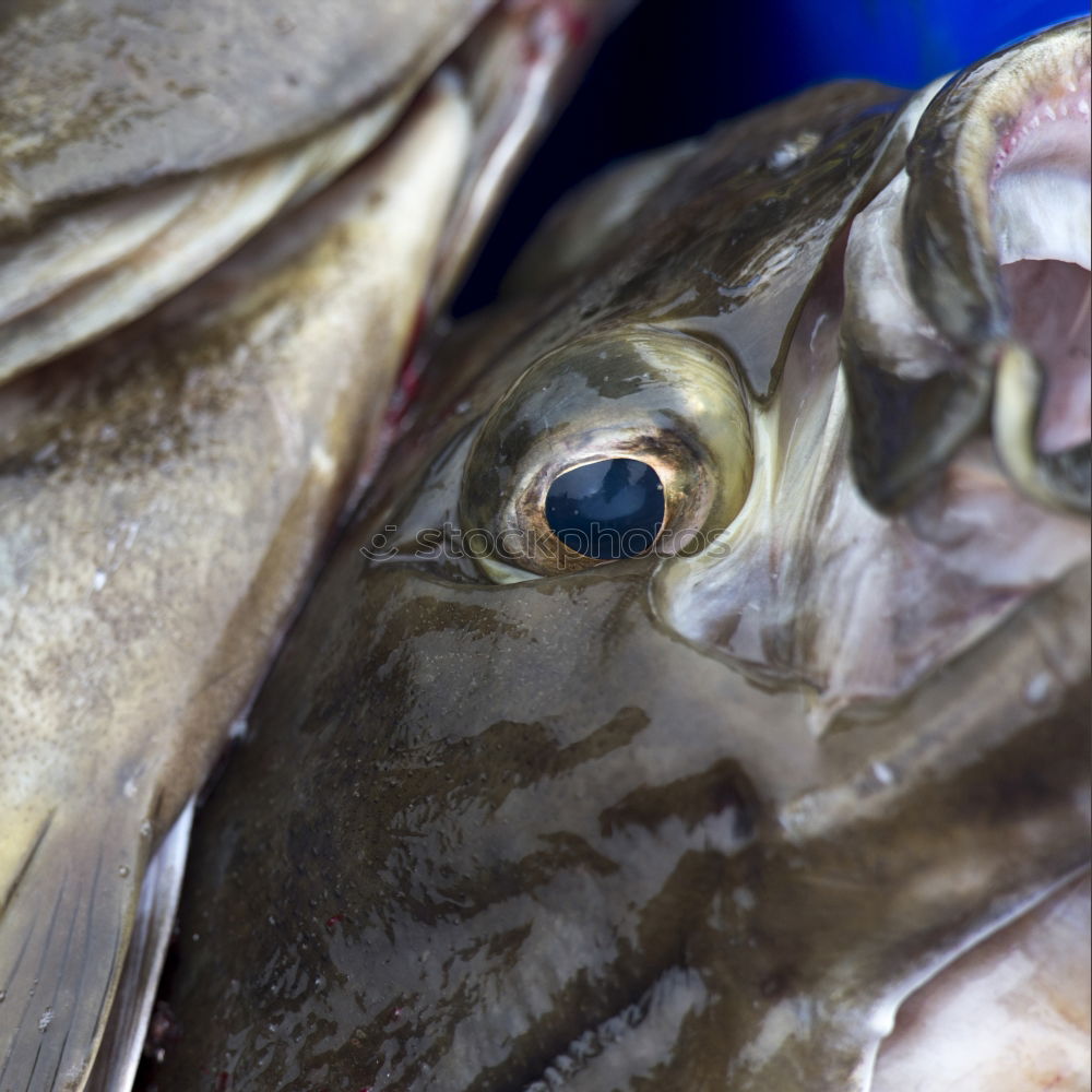 Similar – Image, Stock Photo fish heads Animal