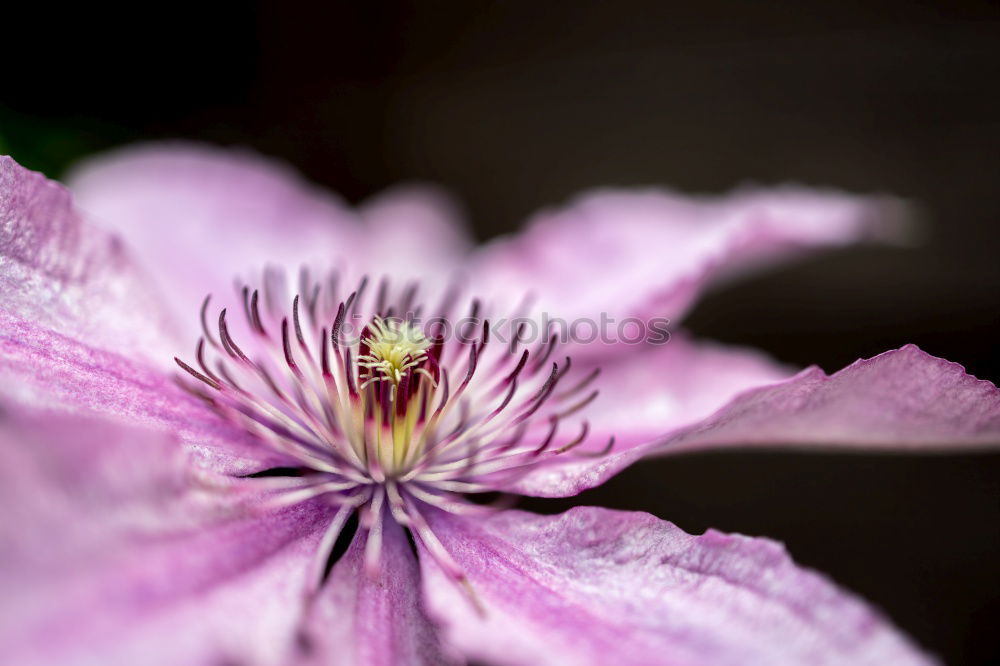 Similar – Ville de Lyon, Clematis Hybrid