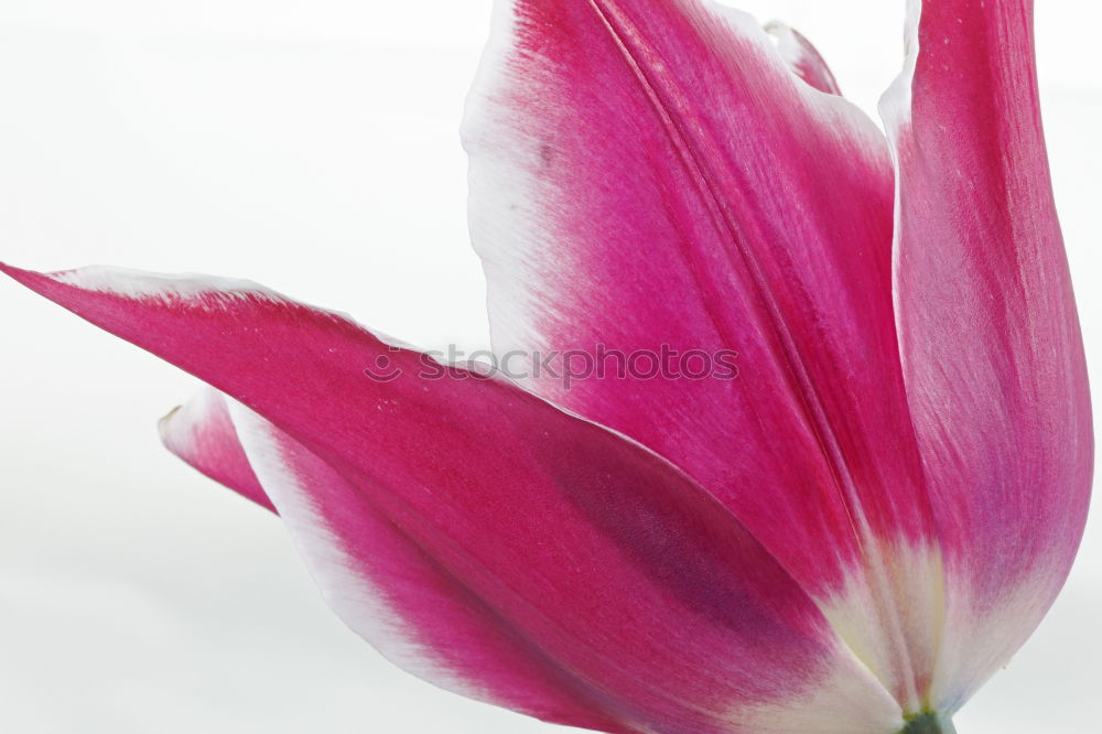 Similar – Image, Stock Photo lampshade Tulip Flower