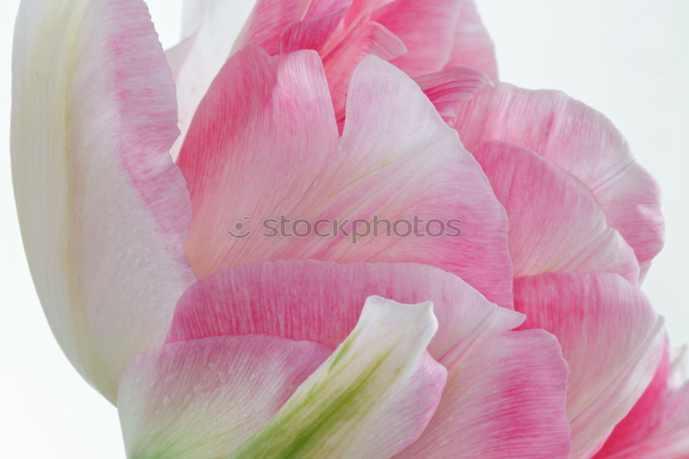 Similar – Image, Stock Photo Tulip greeting for the weekend