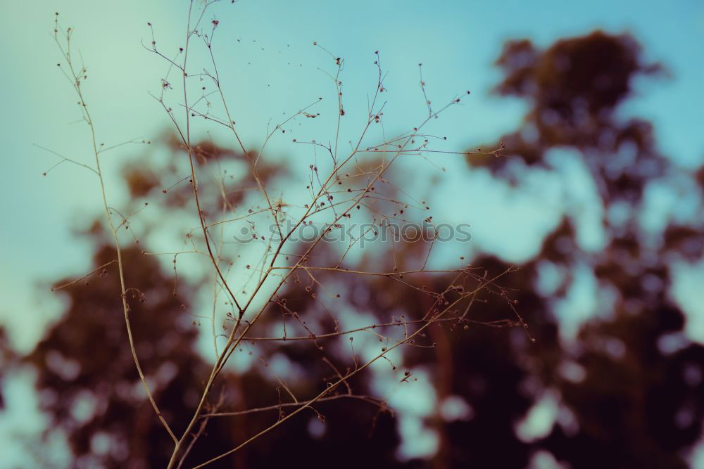 Similar – Blurred vegetation through a rainy bus window in Hong Kong