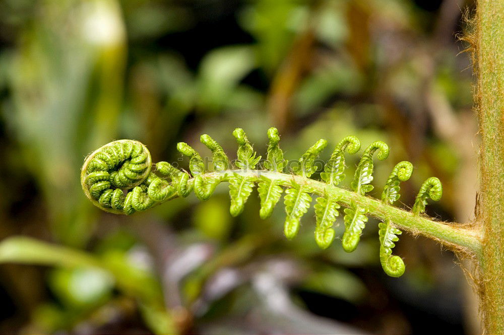 Similar – caterpillar Larva