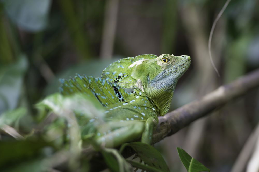 Similar – Image, Stock Photo garden boa Plant Animal